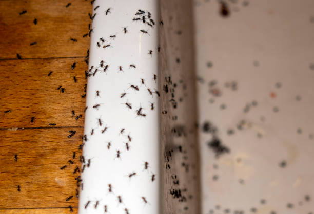 Reliable Moorhead, MN Pest Control Solutions